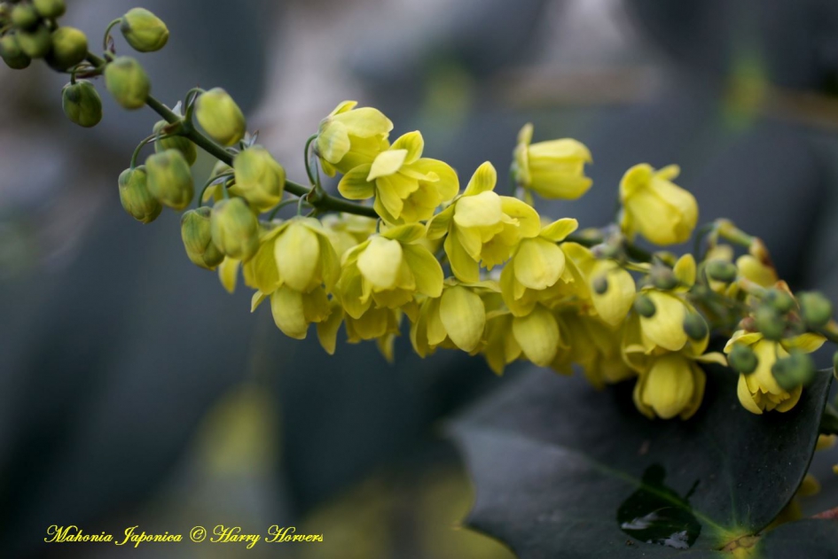 Bloeiende Mahonia Japonica - Planten - 