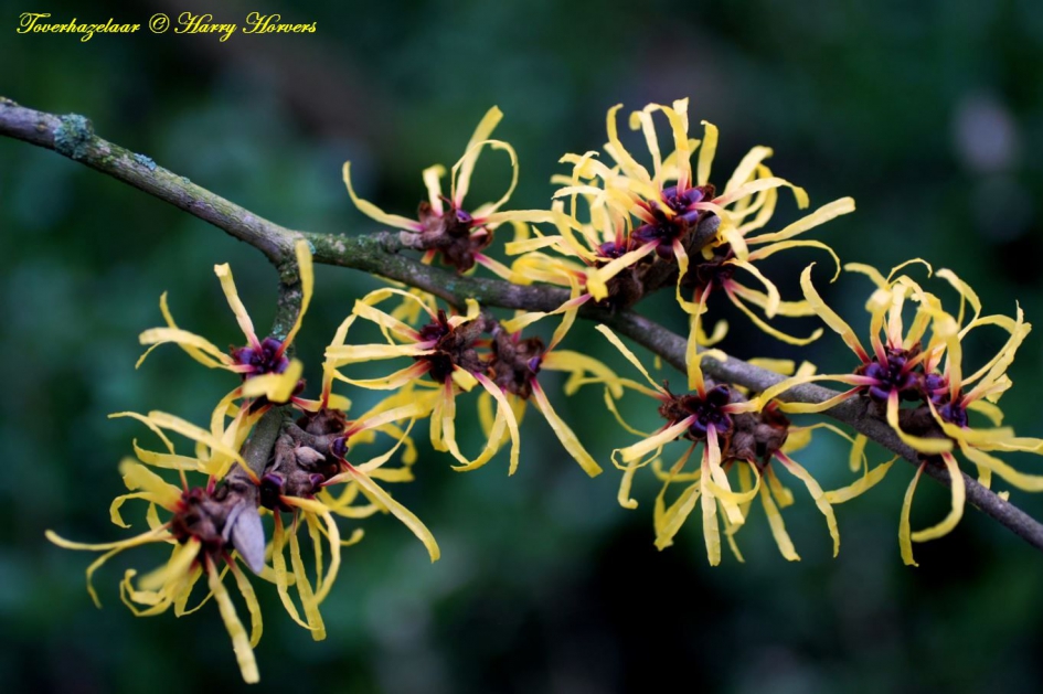Bloeiende Toverhazelaar - Planten - Toverhazelaar