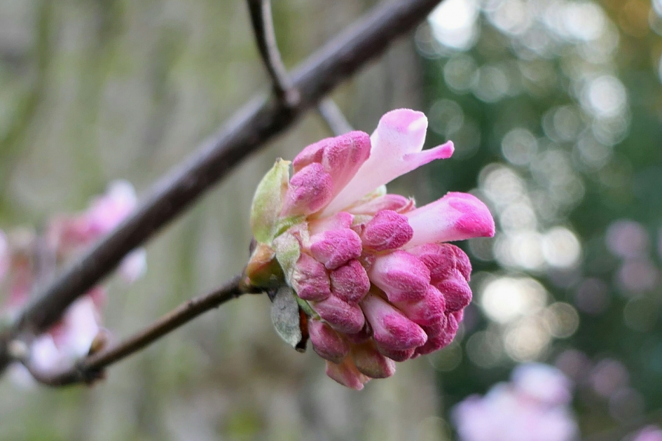 Bloesem - Planten - Bloesem