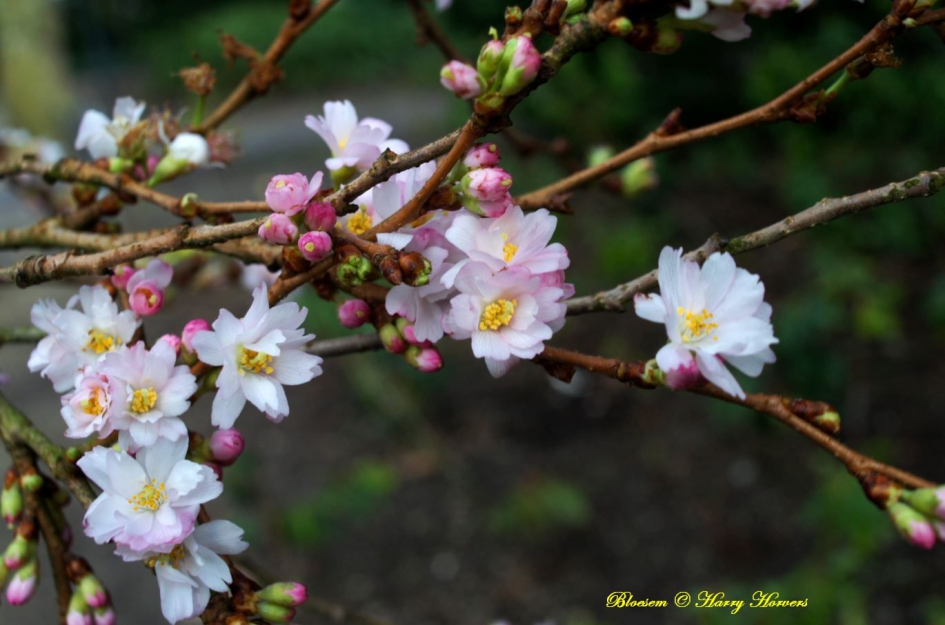 Bloesem - Planten - Bloesem