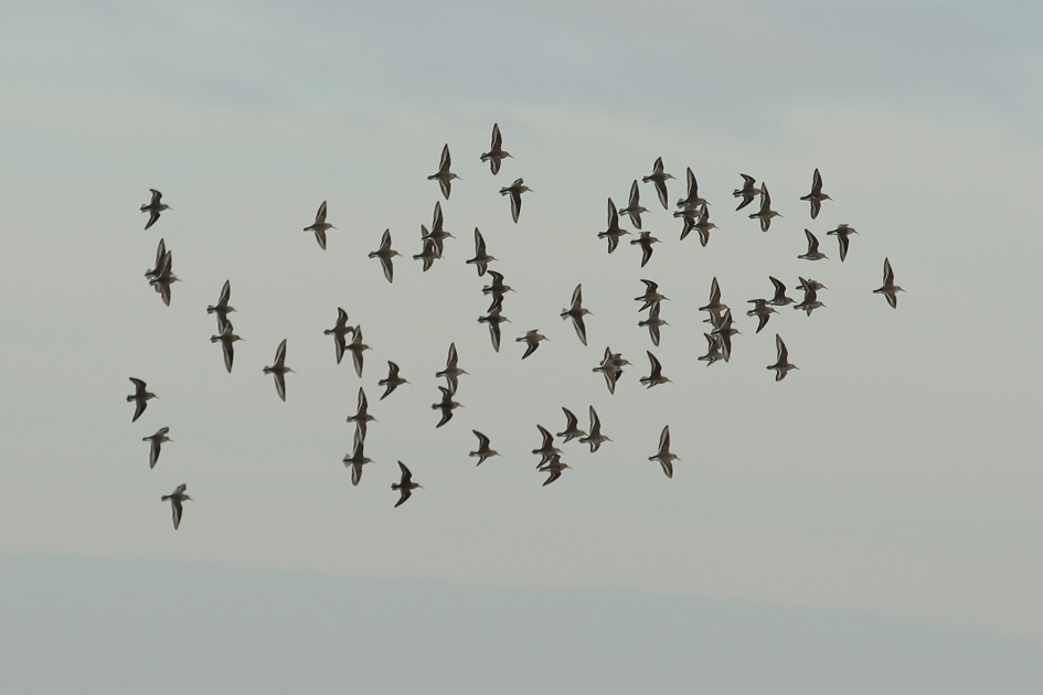 bonte strandlopers - Vogels - 