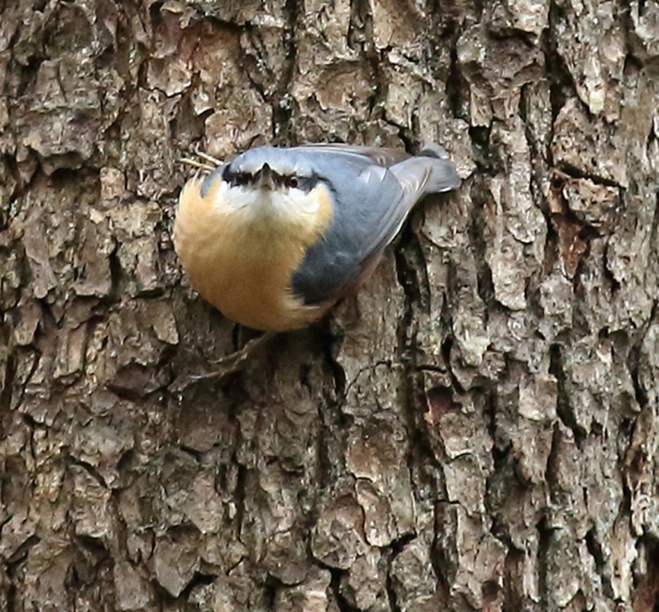 boomklever - Vogels - 