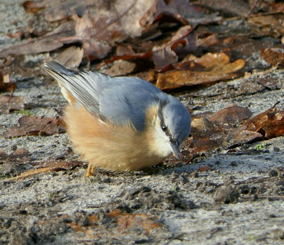 Boomklever - Vogels - Boomklever