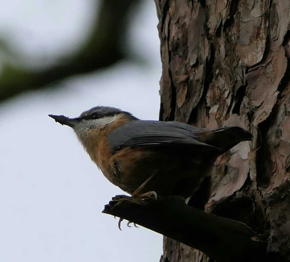 Boomklever - Vogels - Boomklever