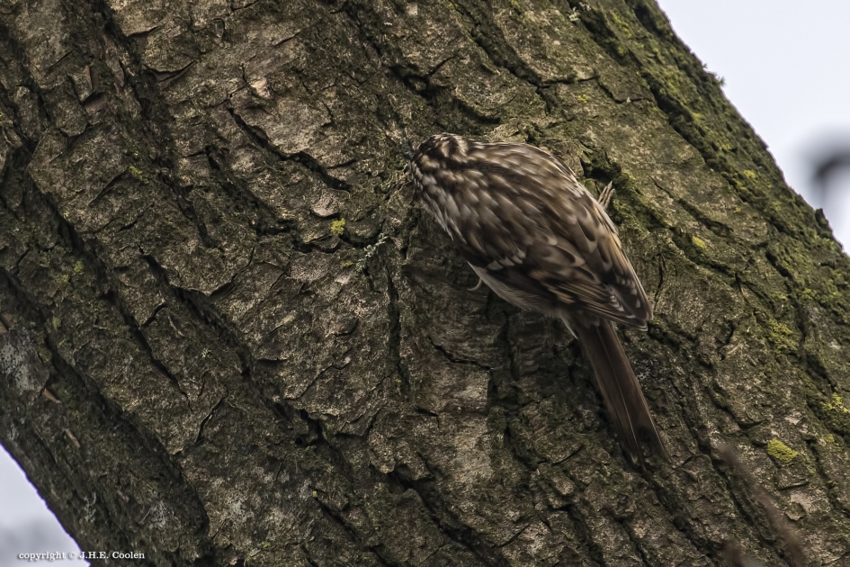 Boomkruiper - Vogels - Boomkruiper