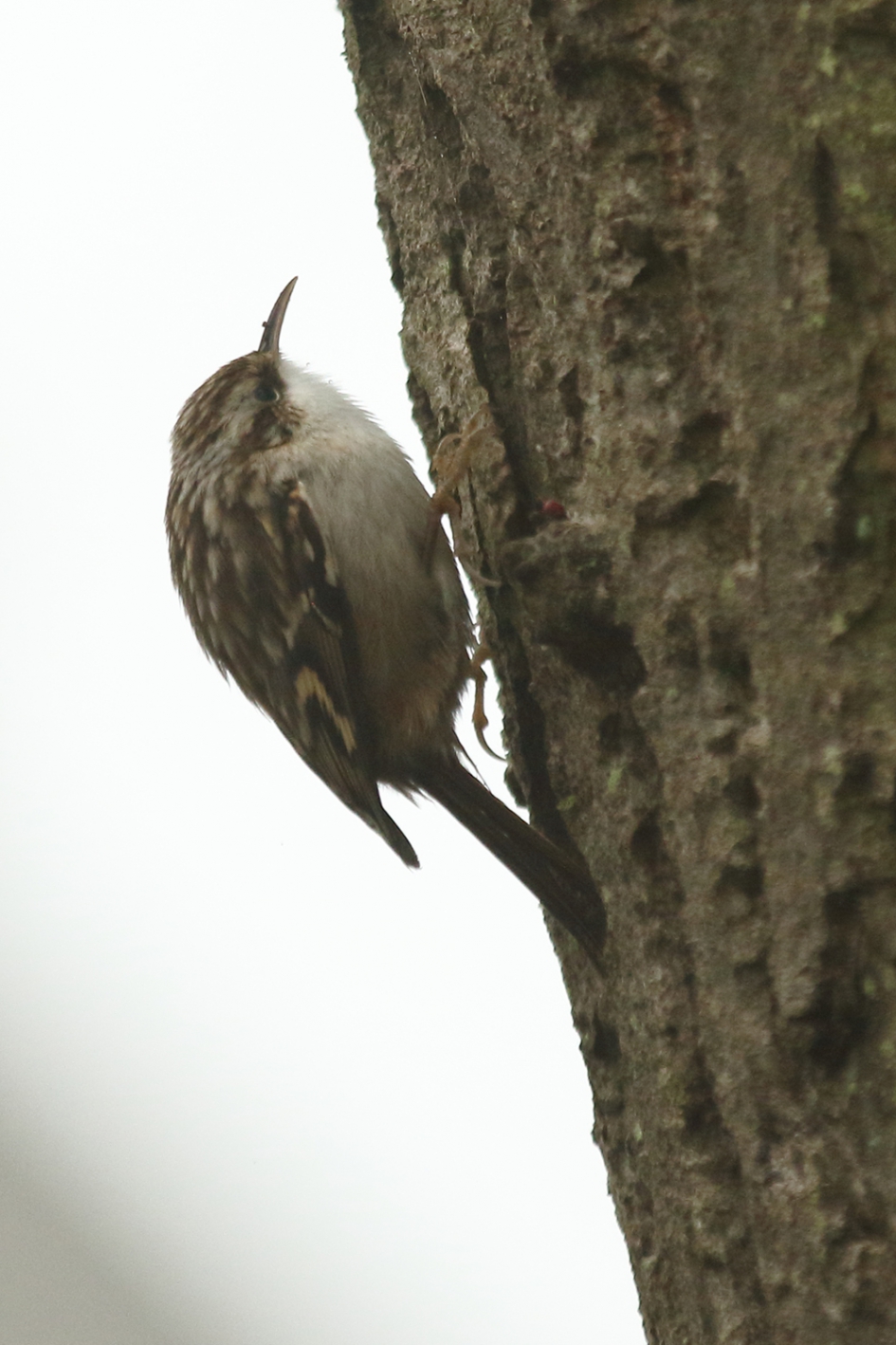 boomkruiper - Vogels - 