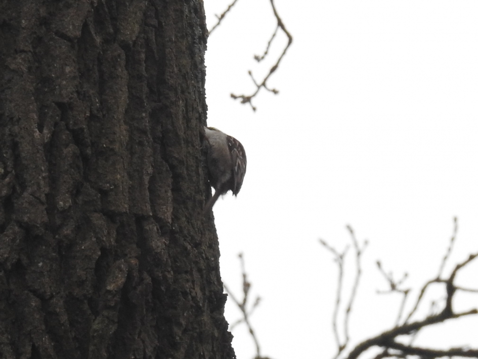 Boomkruiper - Vogels - Boomkruiper