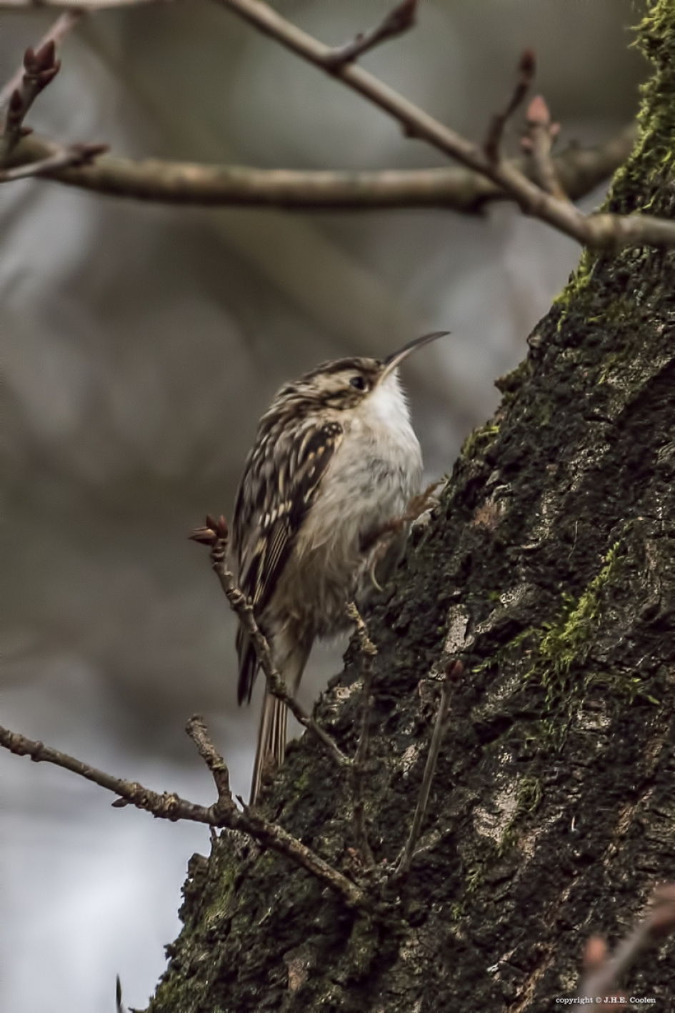 Boomkruiper - Vogels - Boomkruiper