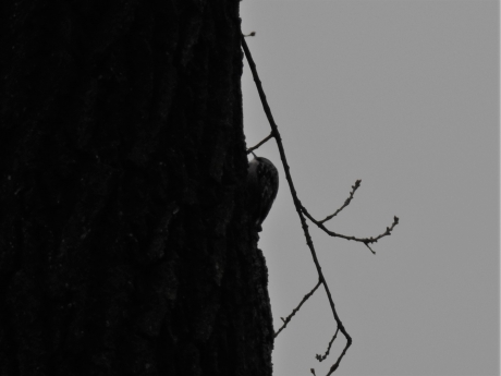 Boomkruiper en profile