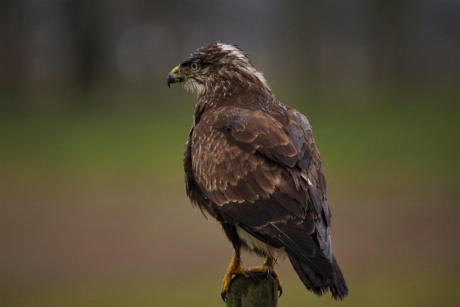 Buizerd