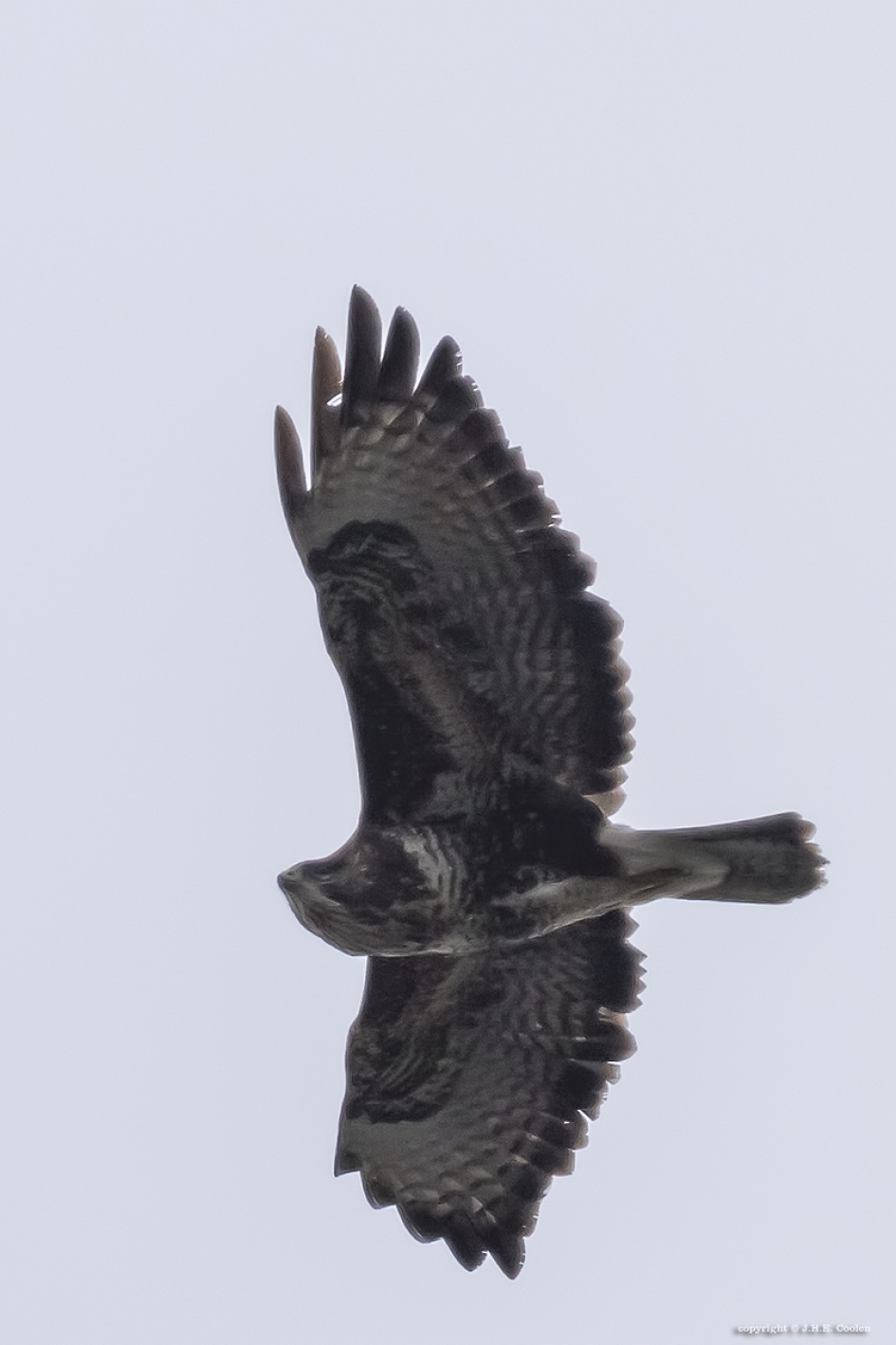 Buizerd - Vogels - Buizerd