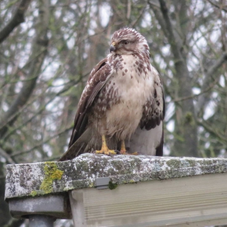 Buizerd in de tuin @Delfzijl