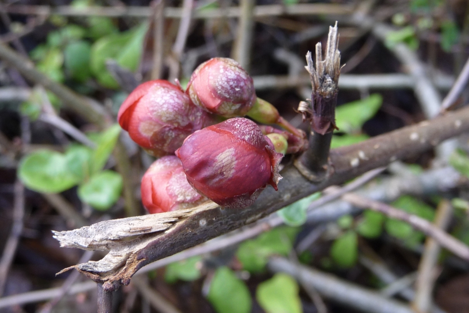Chaenomeles - Planten - 