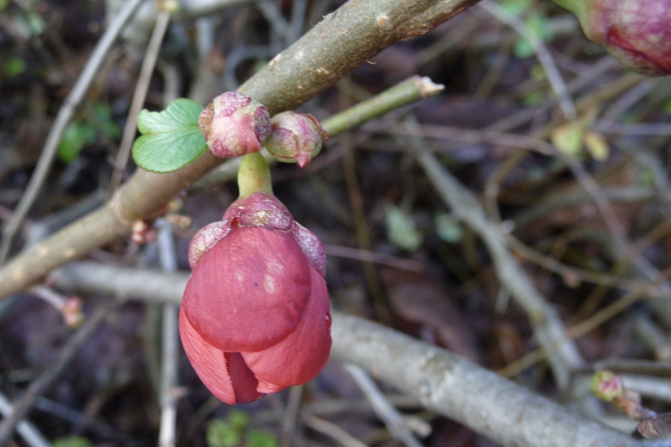 Chaenomeles - Planten - 