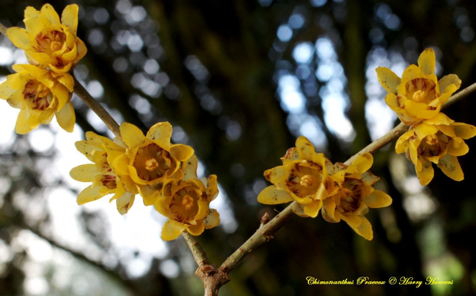 Chimonanthus praecox - Planten - 