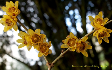 Chimonanthus praecox