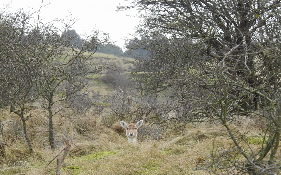 Coucou - Zoogdieren - Damhert