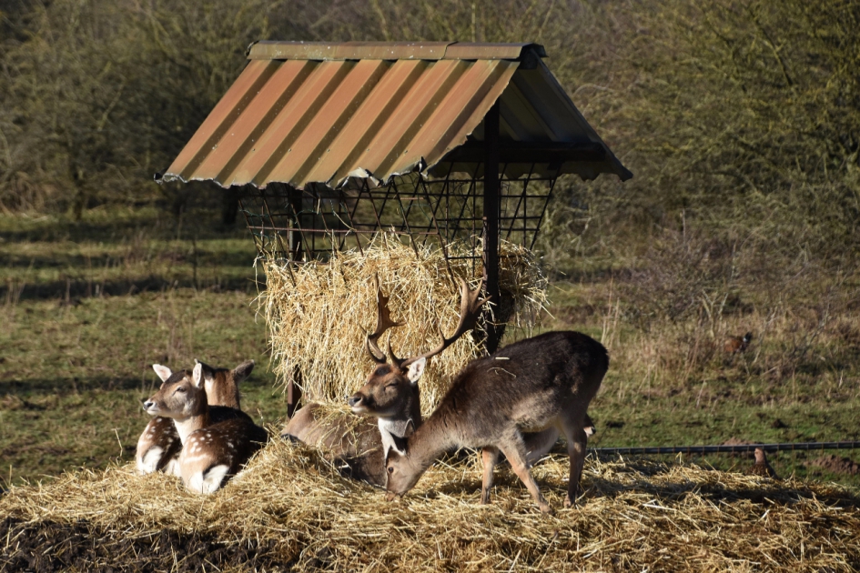 Damherten - Zoogdieren - 