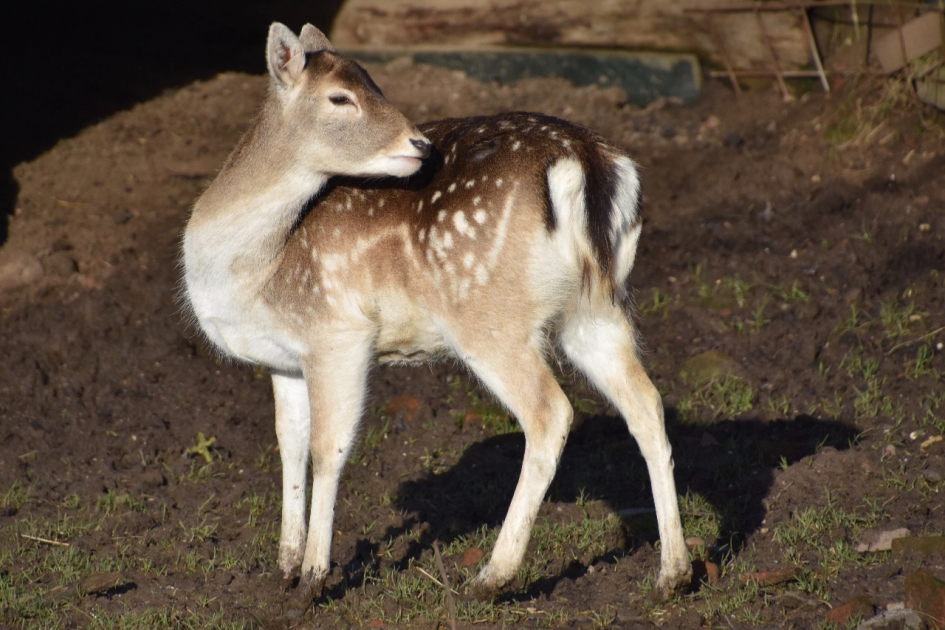 Damhertje 2 - Zoogdieren - 