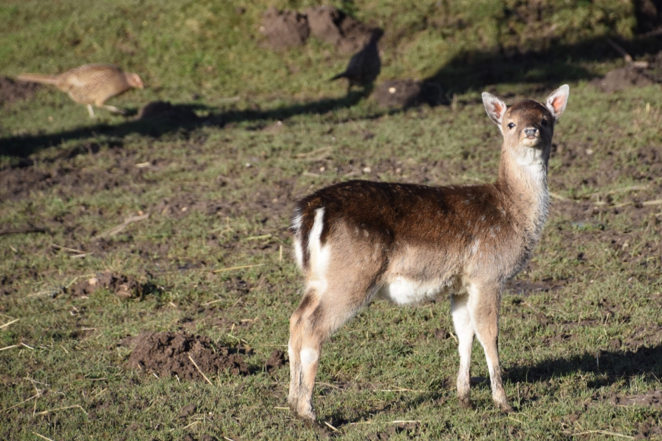 Damhertje - Zoogdieren - 