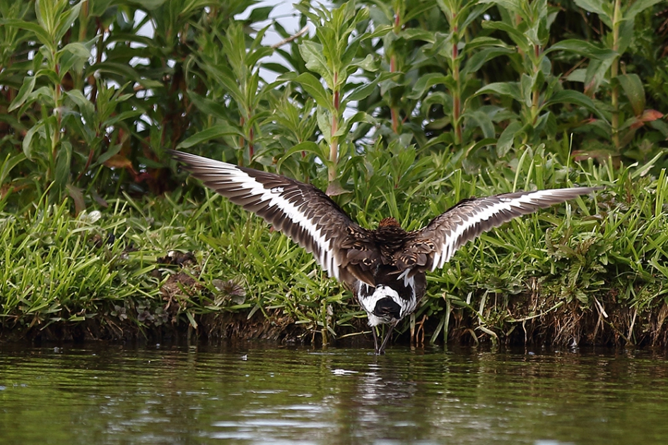 de achterkant van een .......grutto - Vogels - 