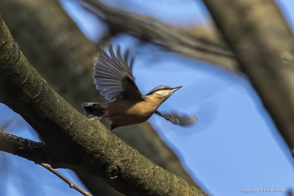De afzet - Vogels - Boomklever
