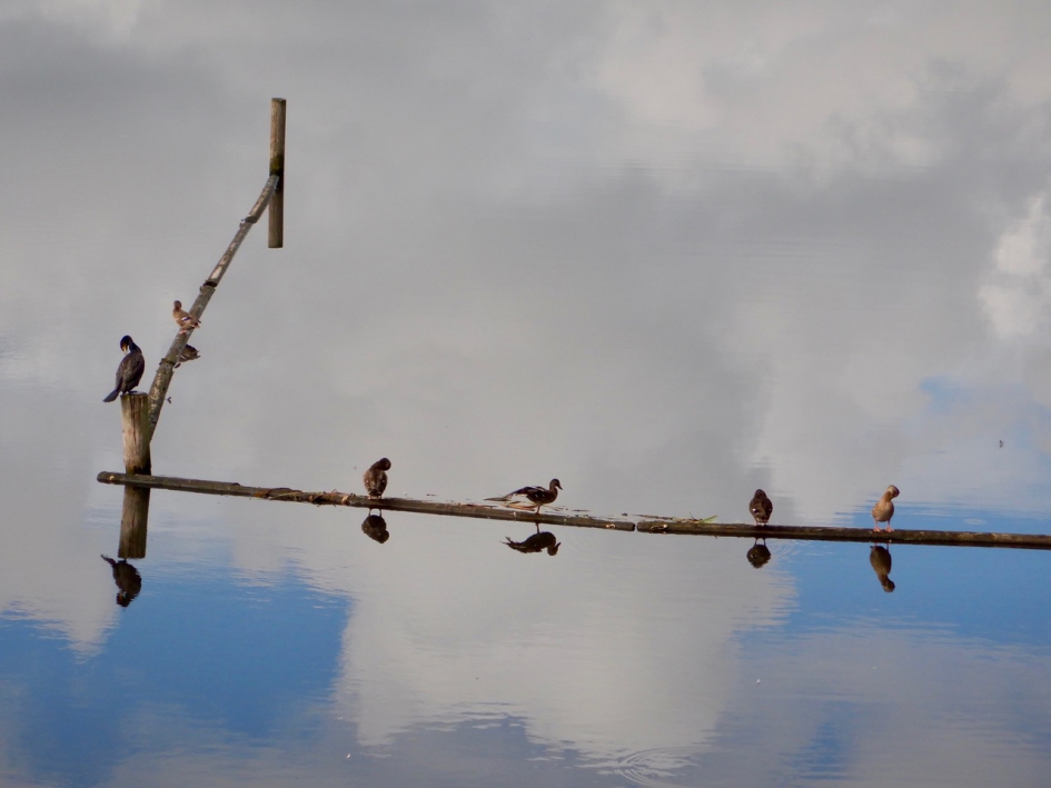 De Dommel - Weer en landschap - De Dommel