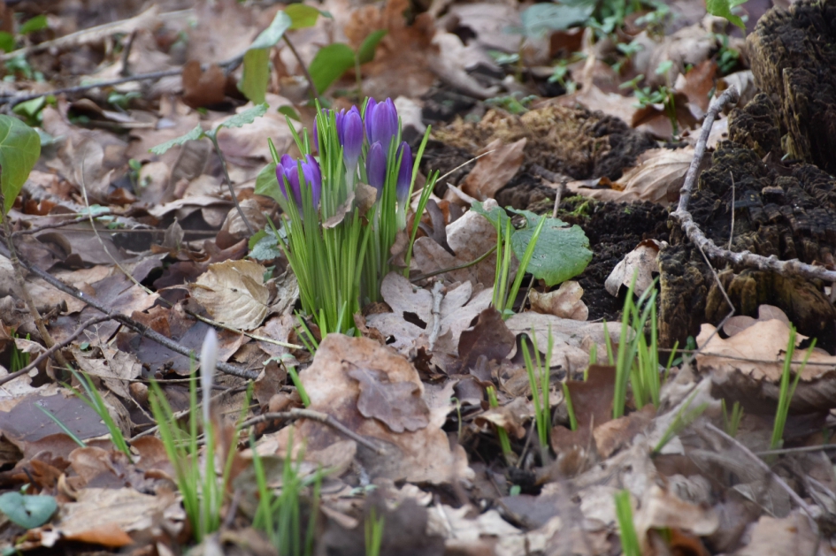 De eerste krokusjes - Planten - 