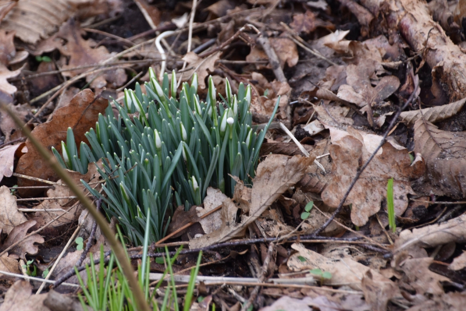 De eerste sneeuwklokjes.... - Planten - 