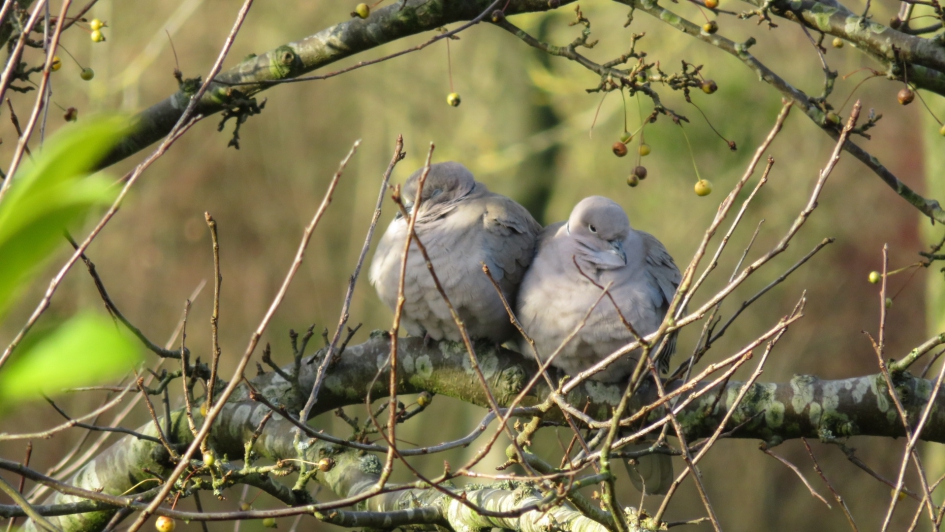 de rust is teruggekeerd - Vogels - 