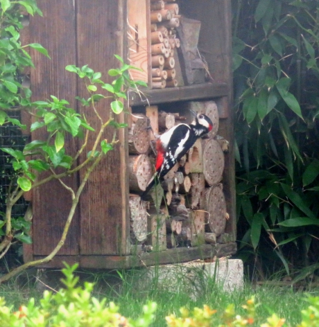 Diner in het insectenhotel!