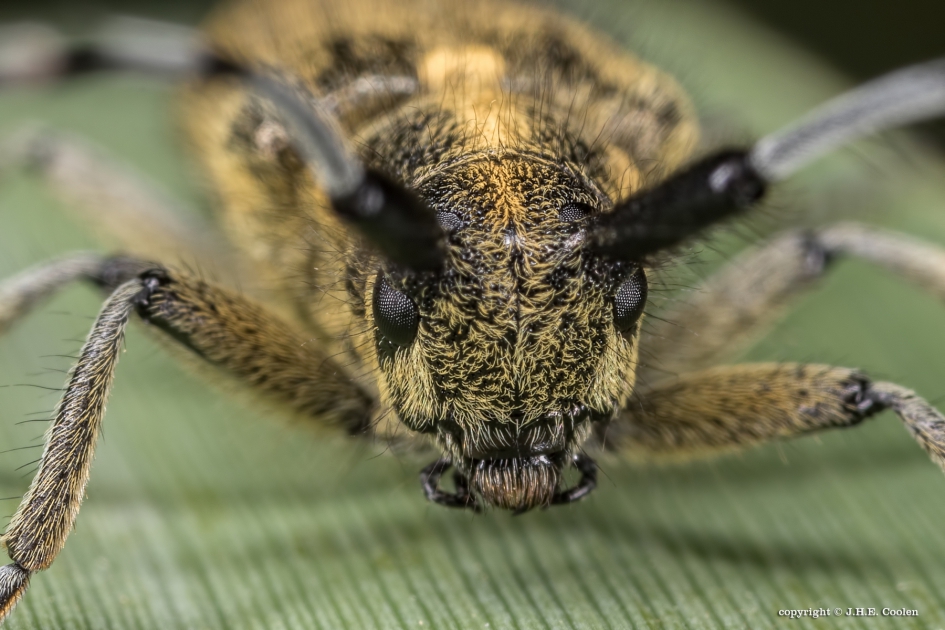 Distelboktor - Geleedpotigen - Distelboktor