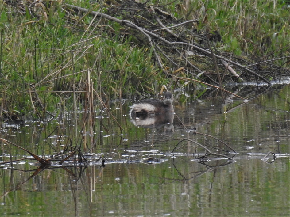 Dodaarsje kijkt je aan - Vogels - Dodaars