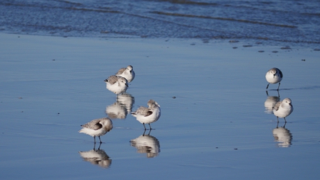 Drieteenstrandlopers op Terschelling