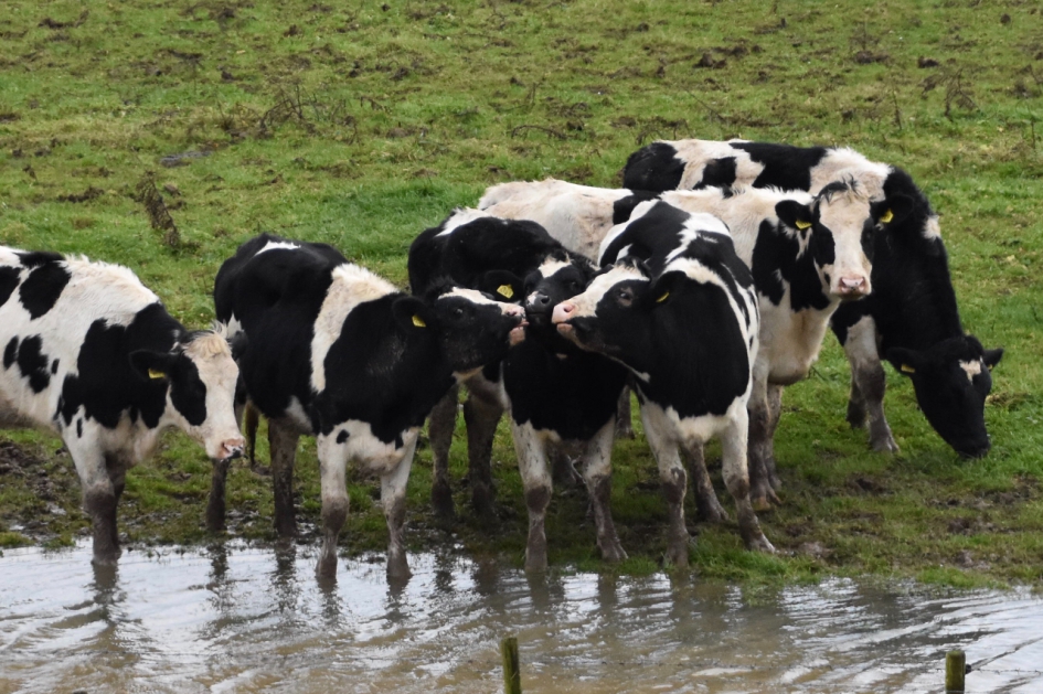 Zo lief - Zoogdieren - 