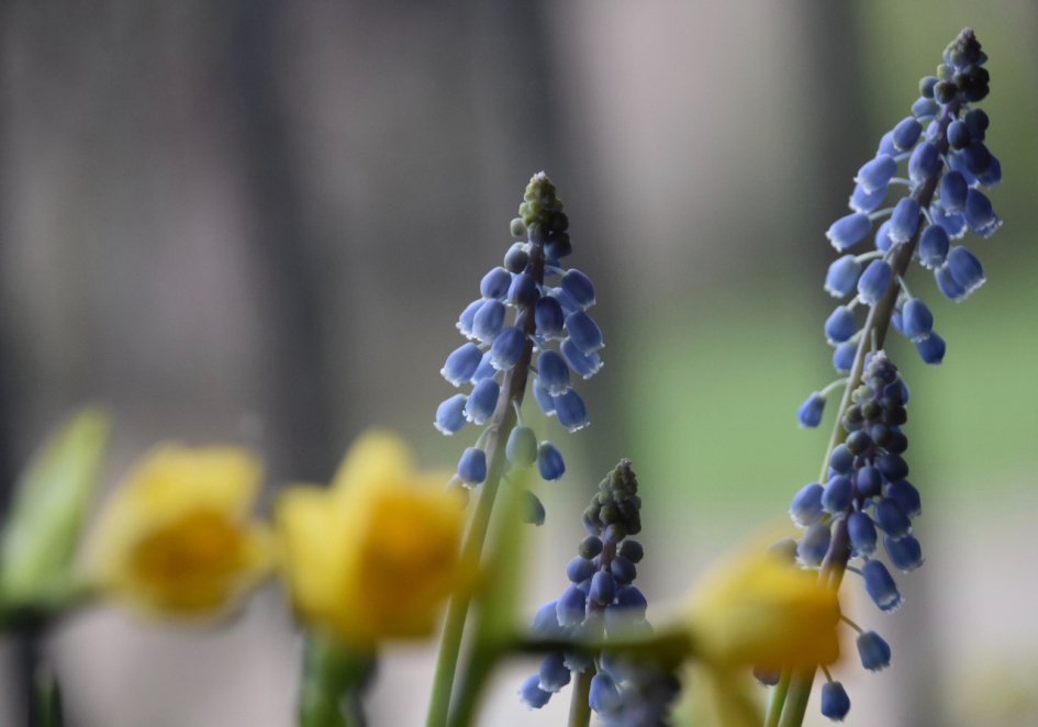 Druifjes - Planten - 