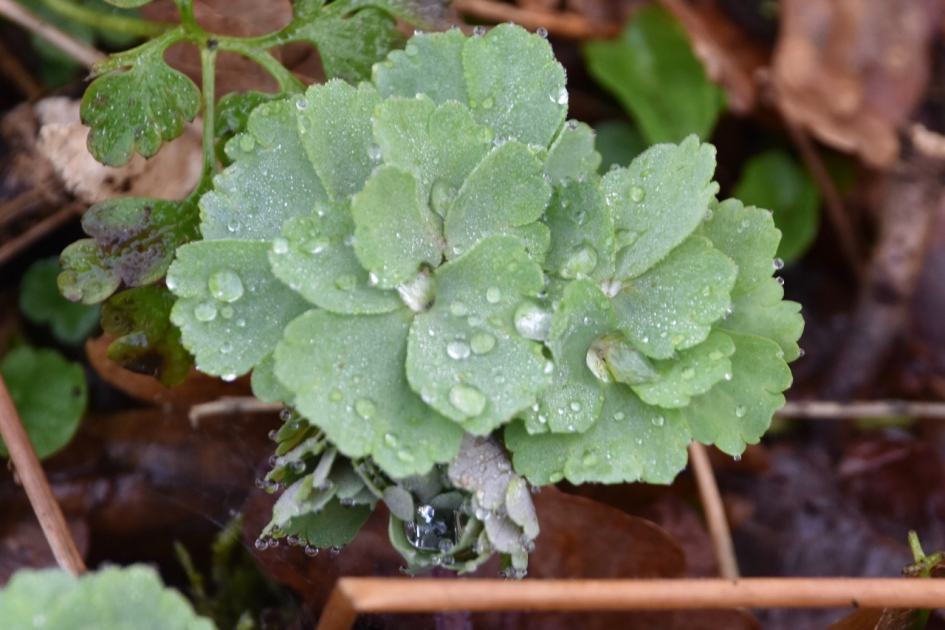 Druppeltjes - Planten - 