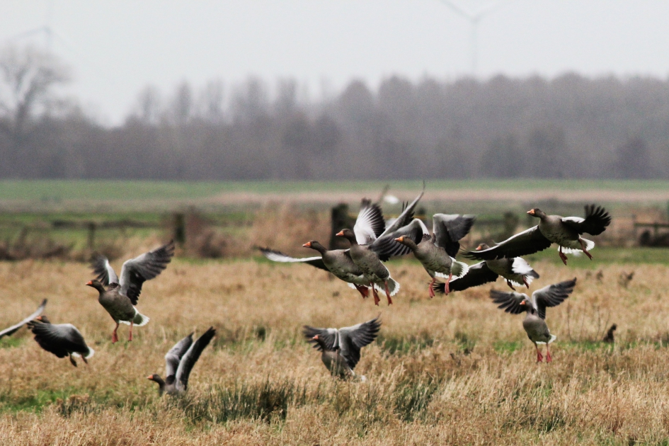 Duizenden vogels in de polder o.a. ganzen en kievieten - Vogels - 