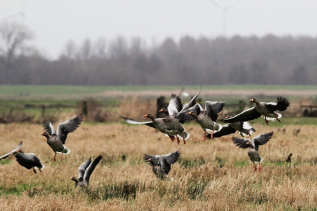 Duizenden vogels in de polder o.a. ganzen en kievieten
