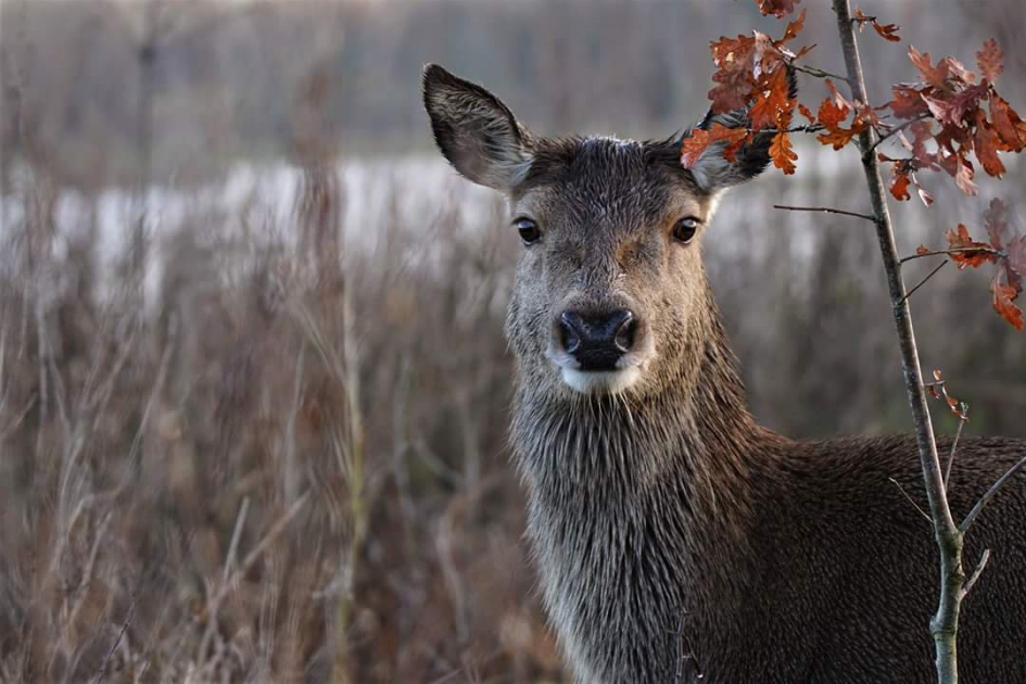 Edel hert - Zoogdieren - Edelhert