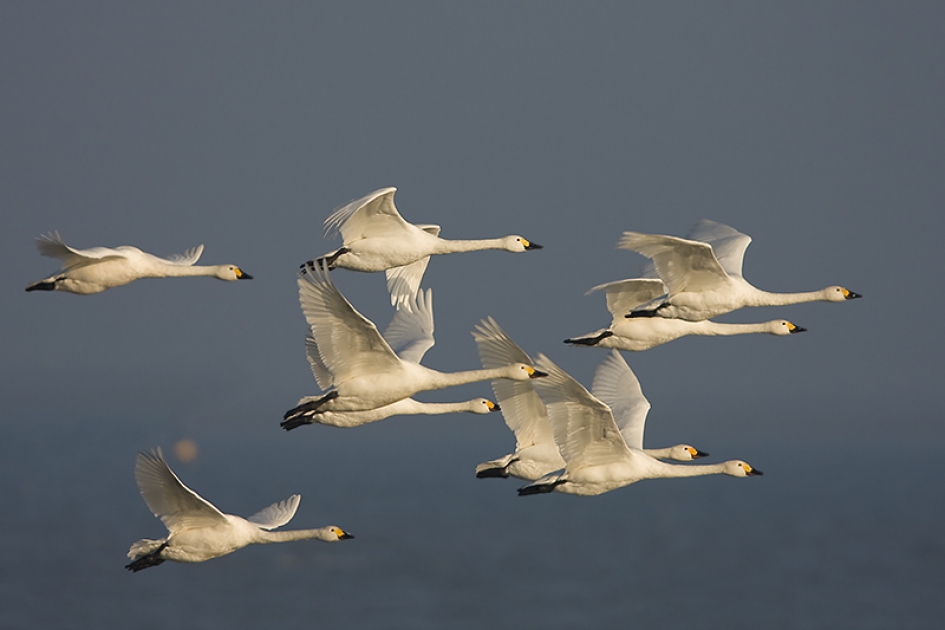 Een bevlogen 2018 ! - Vogels - Kleine Zwaan