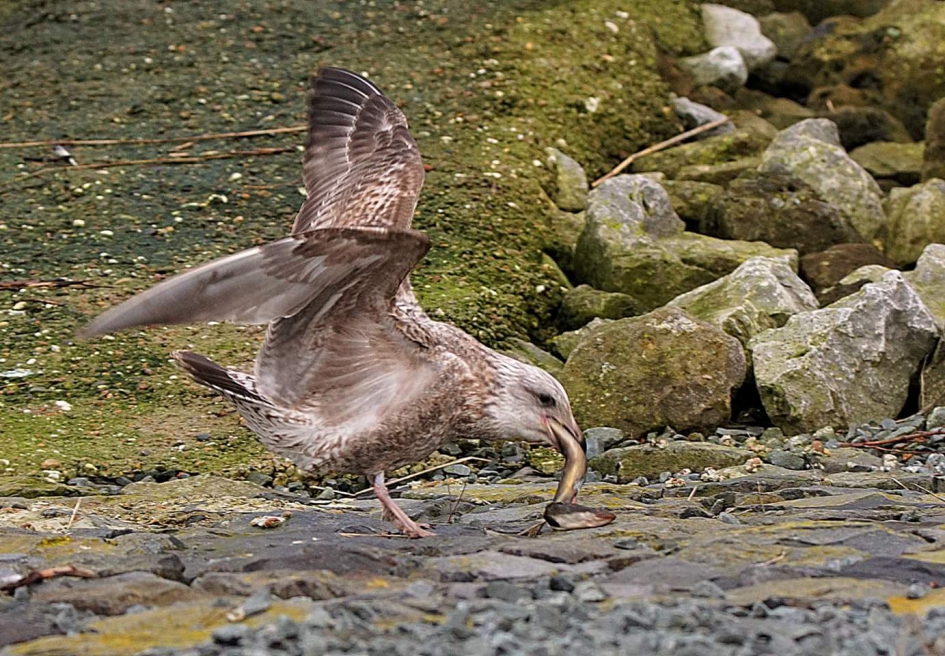 Een grote kluif - Vogels - Meeuw