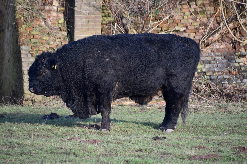 Een stevige jongen - Zoogdieren - 