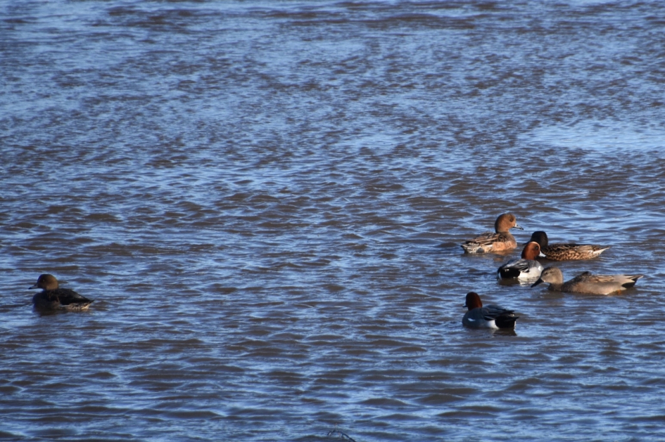 Mooie eenden - Vogels - 