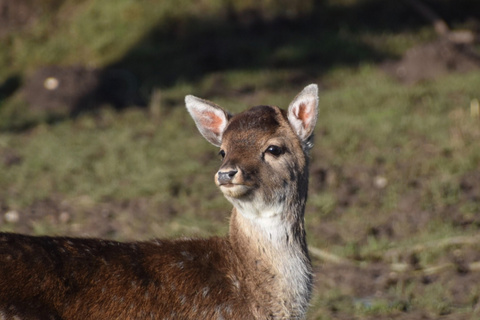 Eigenwijs - Zoogdieren - 