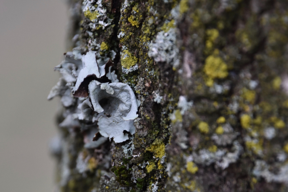 Eikenmos - Schimmels - 