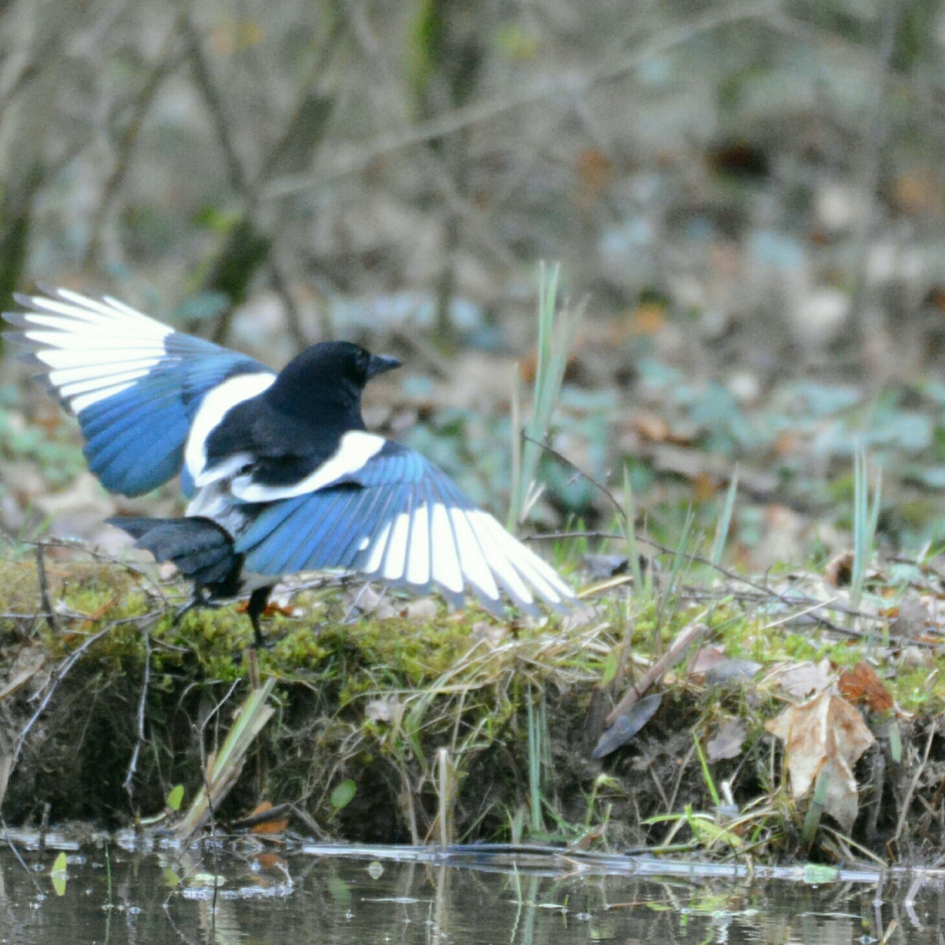 ekster in bad - Vogels - ekster
