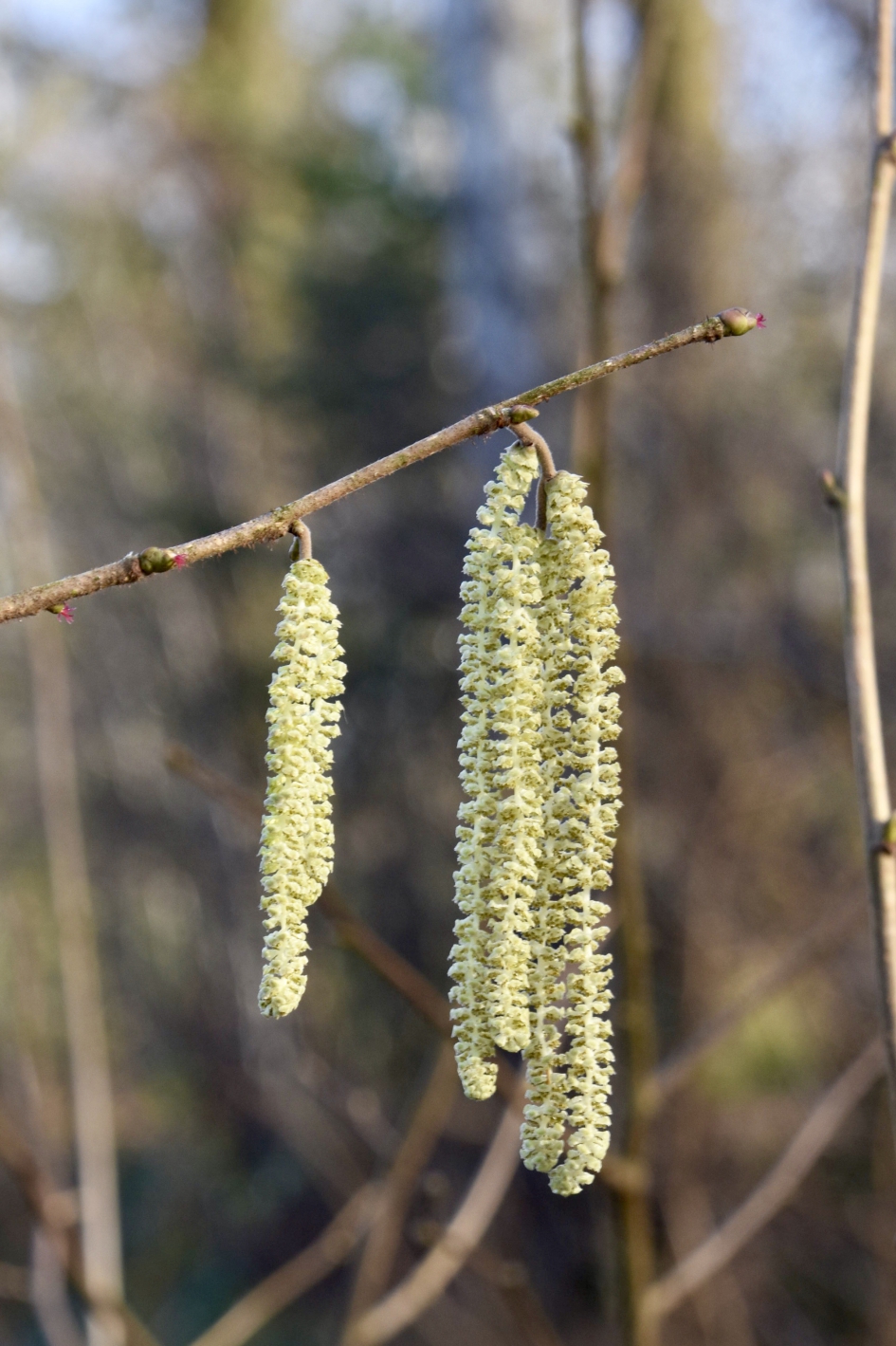 Hazelaar - Planten - 