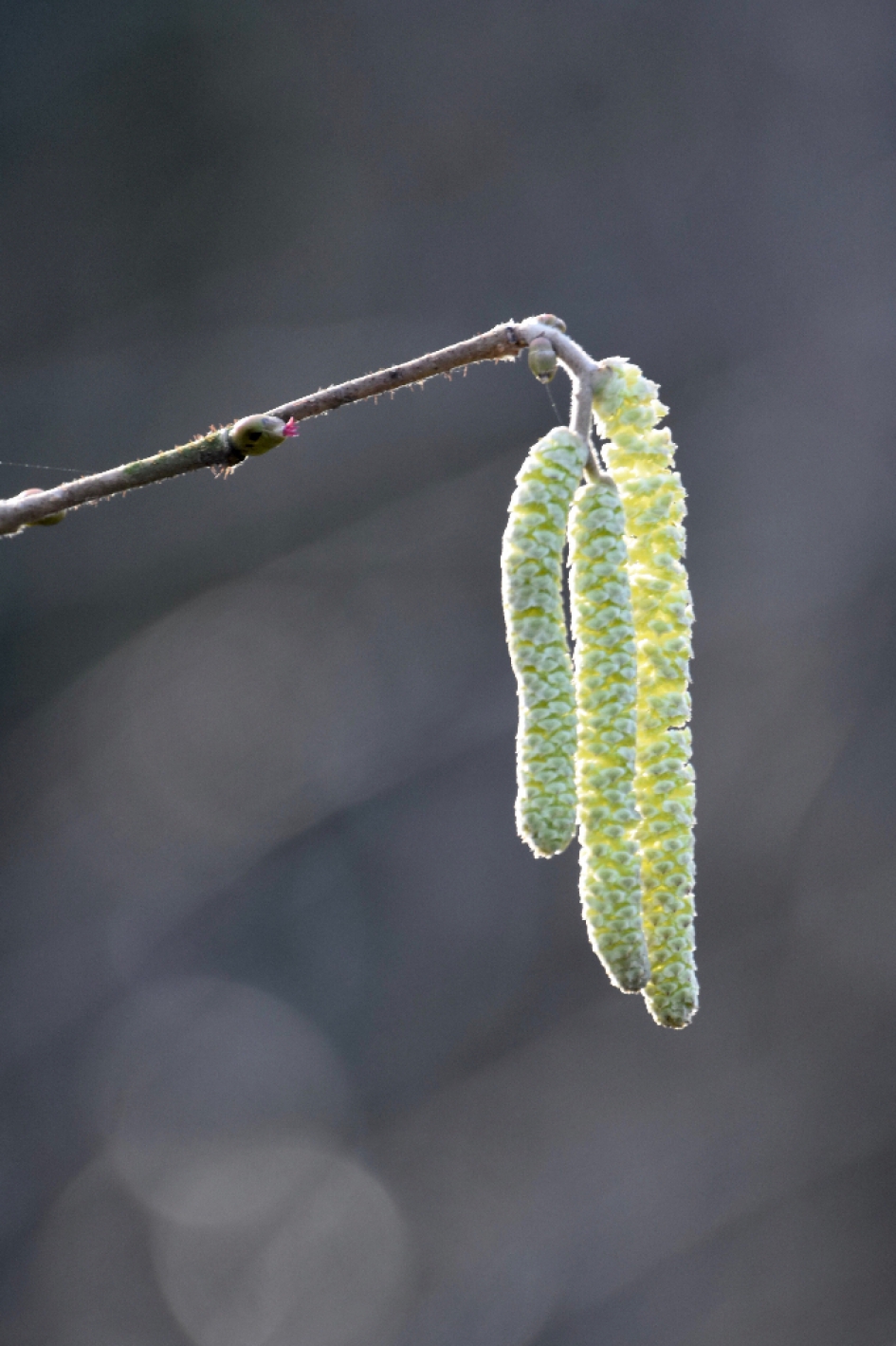 Hazelaar - Planten - 