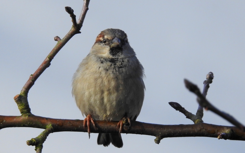 En de winnaar is ...... - Vogels - Huismus